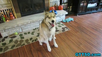 Husky Puppy Halloween Costume Dog Freezes Funny Must See