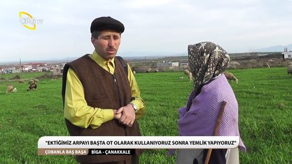ÇOBANLA BAŞBAŞA -35-YükselablaGüvemalanBİGA-ÇANAKKALE