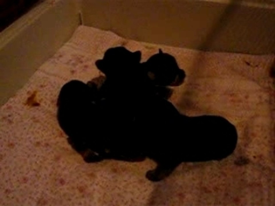 bebe yorks