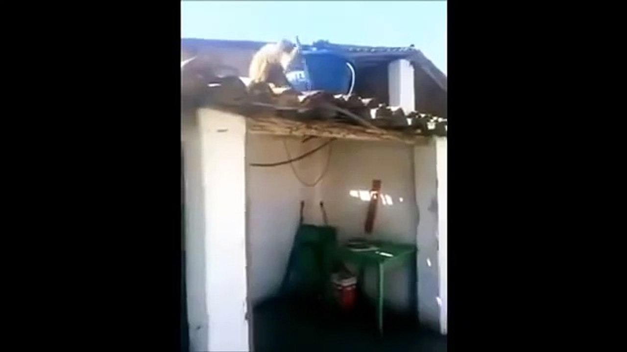 Macaco bêbedo assusta clientes de bar com faca
