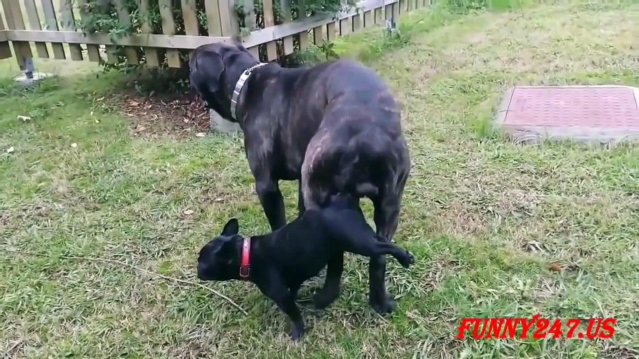 Big Dog Little Dog Sex