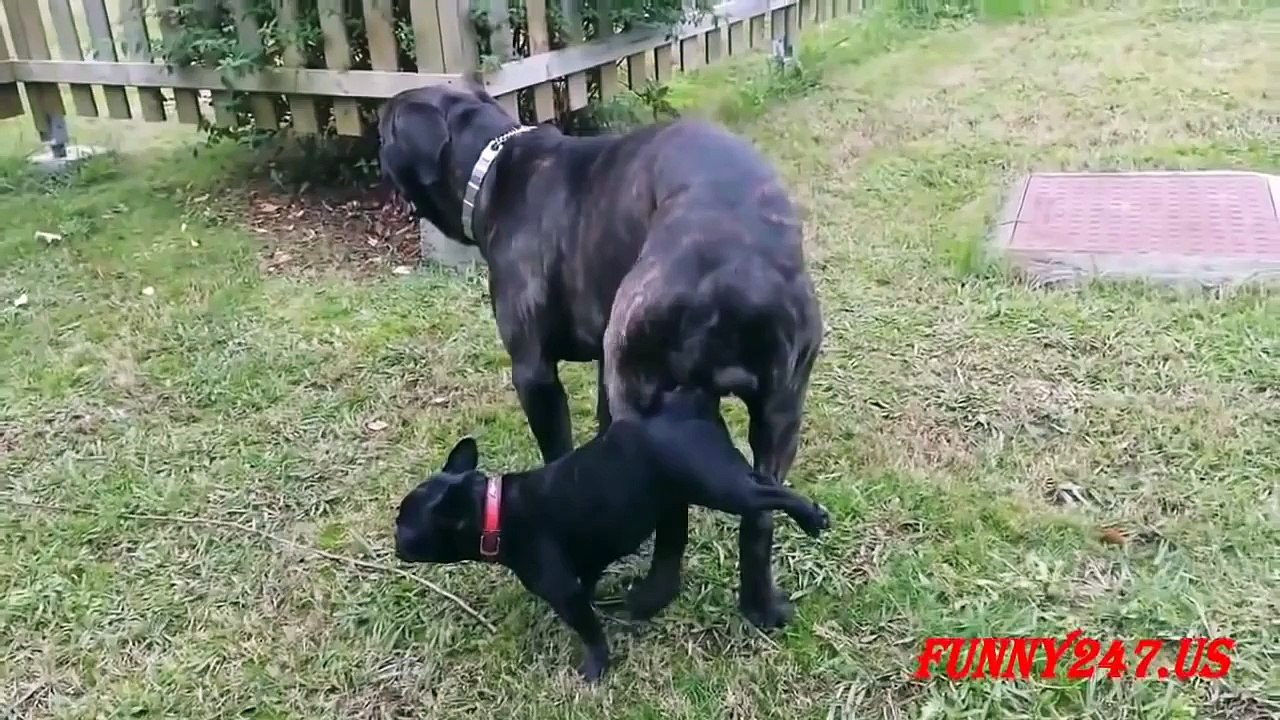 Funny Animals ✔ DOG BIG And DOG SMALL Mating compilation 2015 ✔ HD - Dailymotion Video