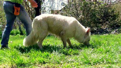 Funny dog tricks by Aminah the White Swiss Shepherd