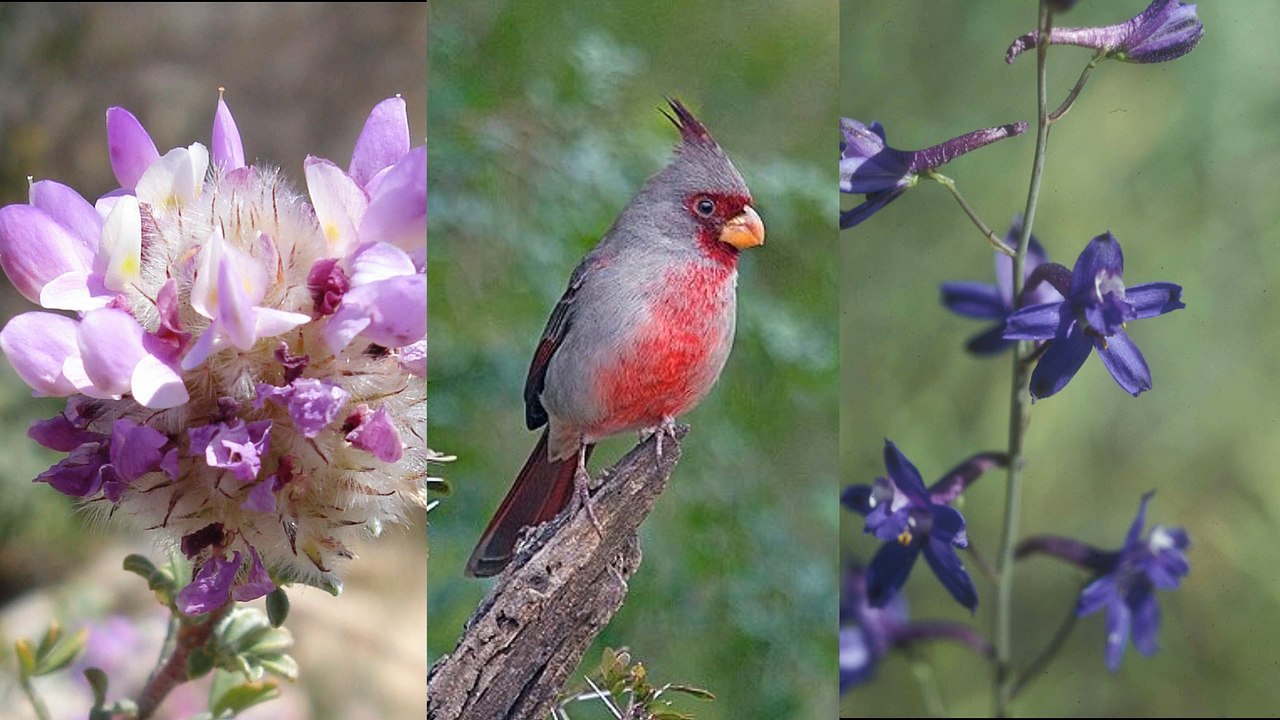 Saguaro National Park