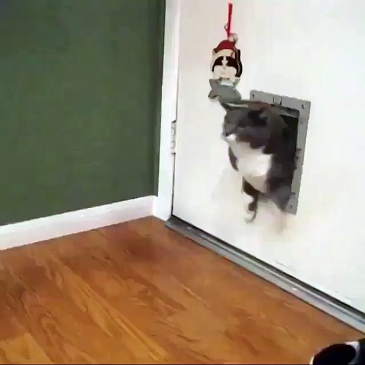 El gato atorado en la puerta del vecino y fijate detras de que