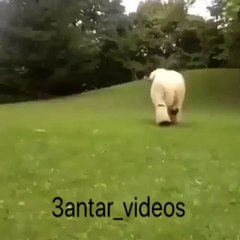 un animal sorprendente que se vuelve viral en las redes sociales por estos jestos