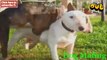Funny Animals Videos - Funny Animal Mating Dog Mating Funny animal compilation 2015