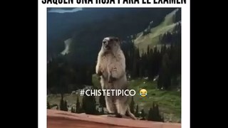 Animal que recuerda cuando llega el maestro y dice todo el mundo en atencion