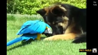 ANIMAL FRIENDSHIP - Cute & Funny Compilation Video