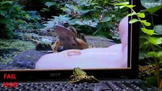 Animals Playing on iPads Compilation Funny