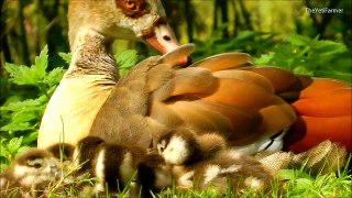 Cute & Fluffy Goslings w  Mommy Goose
