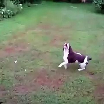 Köpeğin Sahibinin Attığı Topa İlgisi