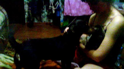 кошка против собаки))