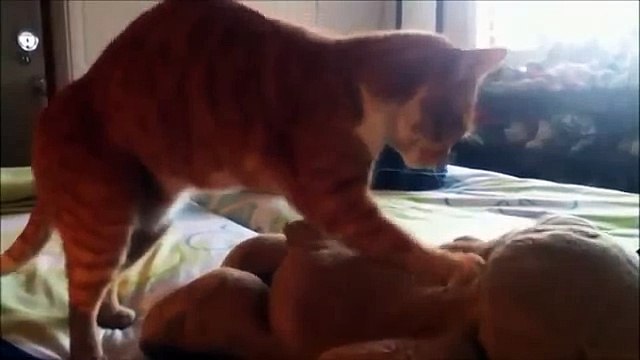 Кошки тоже любят плюшевых медвежат