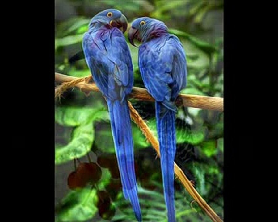 fait comme l'oiseau (interpretation) personnell...