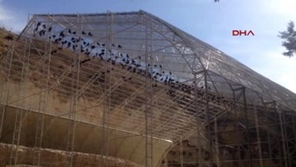 Birecik'te 205 Kelaynak Doğaya Bırakıldı