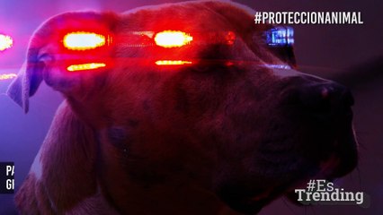 ¡No más crueldad! El FBI perseguirá el maltrato animal