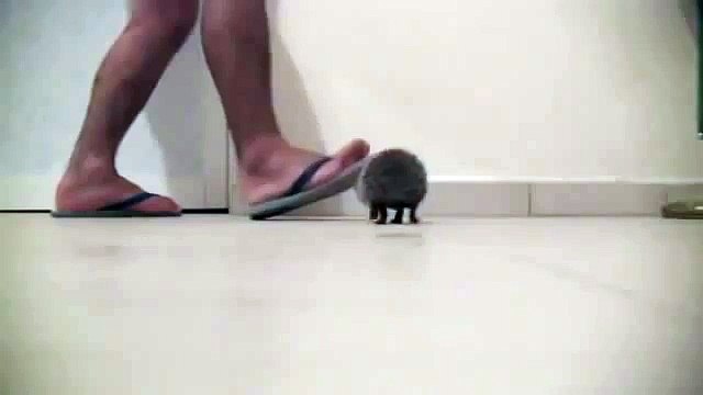 прикольный ежик