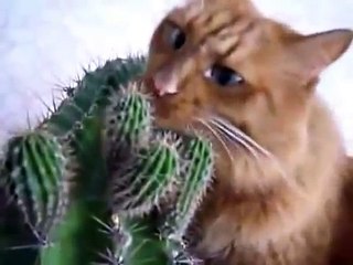 Прикольный кот мазахист