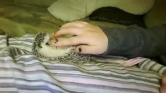 Прикольный, ручной ежик Хохма!