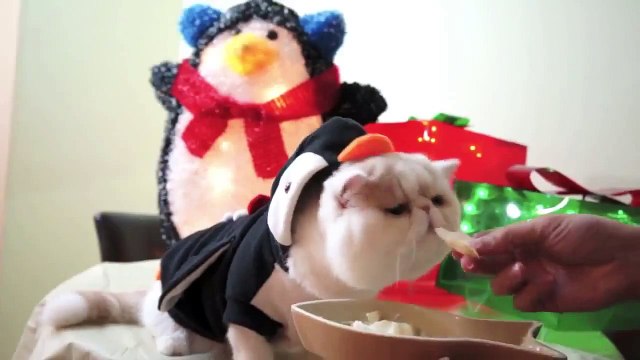 СДЕЛАЛИ кошки день рождения СМЕШНО