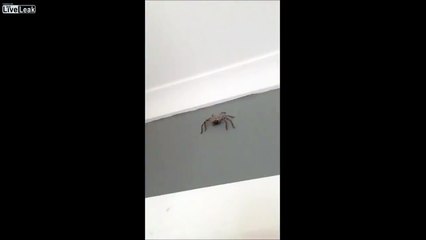 When you film Australian spiders, this happens