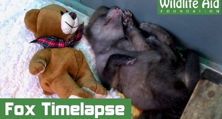 Les 35 premiers jours d'un bébé renard