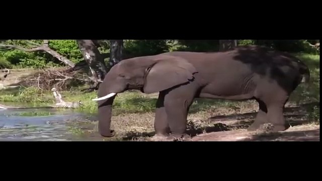 СЛОН ПРОТИВ СЛОНА