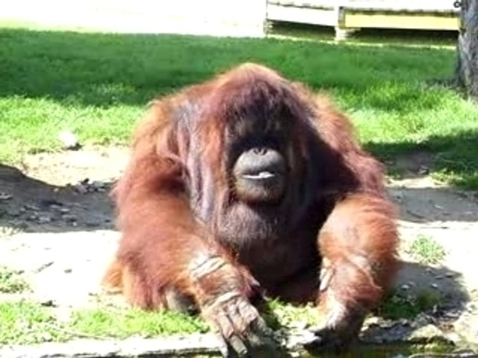 Singe