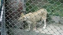 lioness