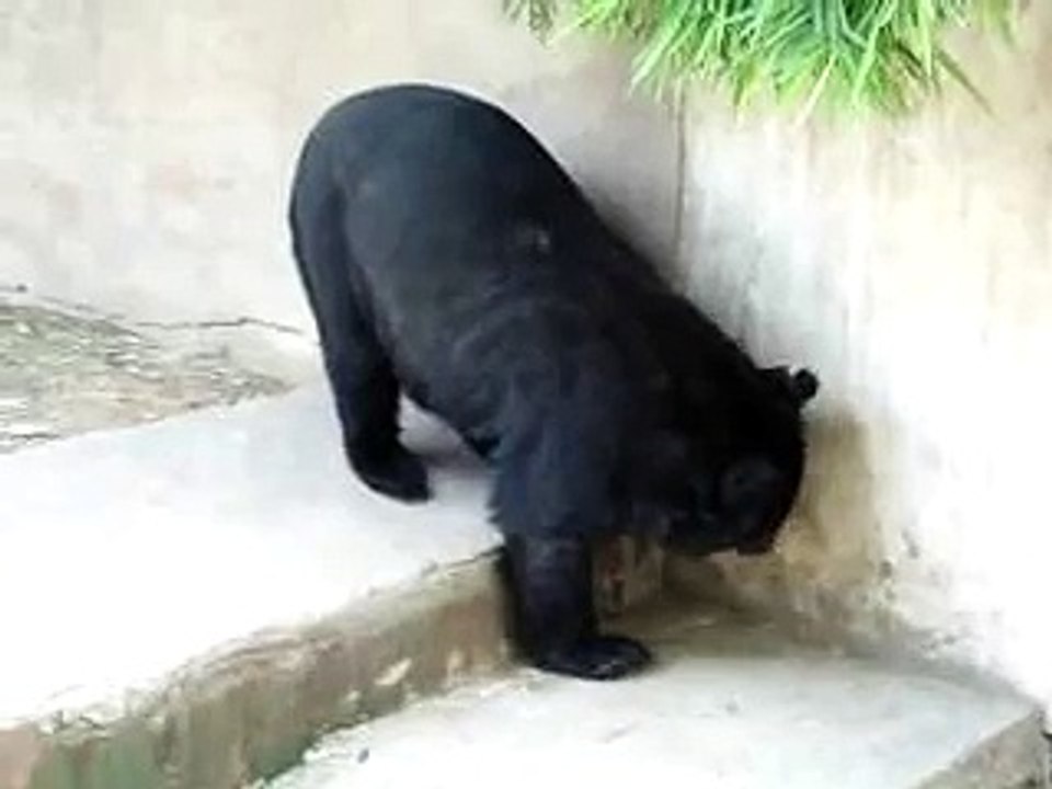Bear 2 in zoo