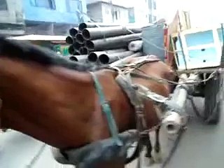 A loaded horse 1
