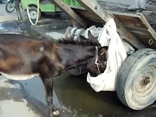 Donkey eating