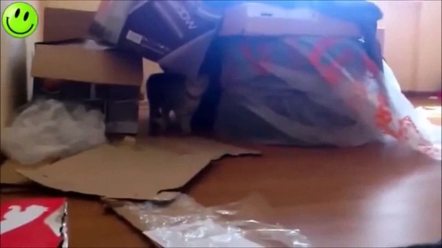 Смешное Видео с Кошками 2015! Самое лучшее! Забавные кошки. №3