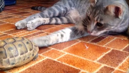 Коты VS Черепахи! Веселая Подборка! - Cats and Turtles