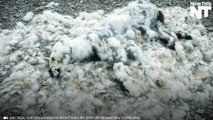 Devastating Photo Of Dead Polar Bear Shows Impact Of Climate Change