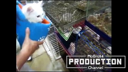 Самое смешное. Котики.