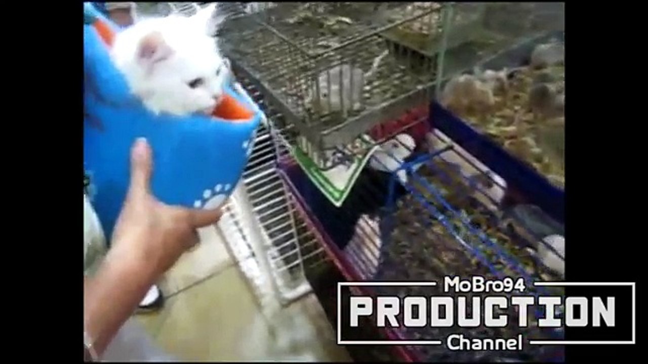 Самое смешное. Котики.