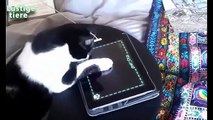 funny videos - funny cat videos , funny cat compilation , funny cats , funny cat videos 2016 , funny animals , funny , funny videos , funny cat videos ever , ultimate cats compilation , try not to laugh , funny pets , cat funny videos  - funny clips 2016