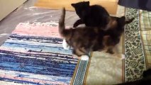 funny videos - funny cat videos , funny cat compilation , funny cats , funny cat videos 2016 , funny kitten , funny , funny videos , funny cat videos ever , ultimate cats compilation , try not to laugh , funny pets , cat funny videos  - funny clips 2016