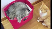 funny videos - funny cat videos , funny cat compilation , funny cats , funny cat videos 2016 , funny animals , funny , funny videos , funny cat videos ever , ultimate cats compilation , try not to laugh , funny pets , cat funny videos  - funny clips 2016