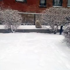 This puppy is like a running mop...