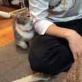 A cat demands that her human notices her. Would not be ignored!