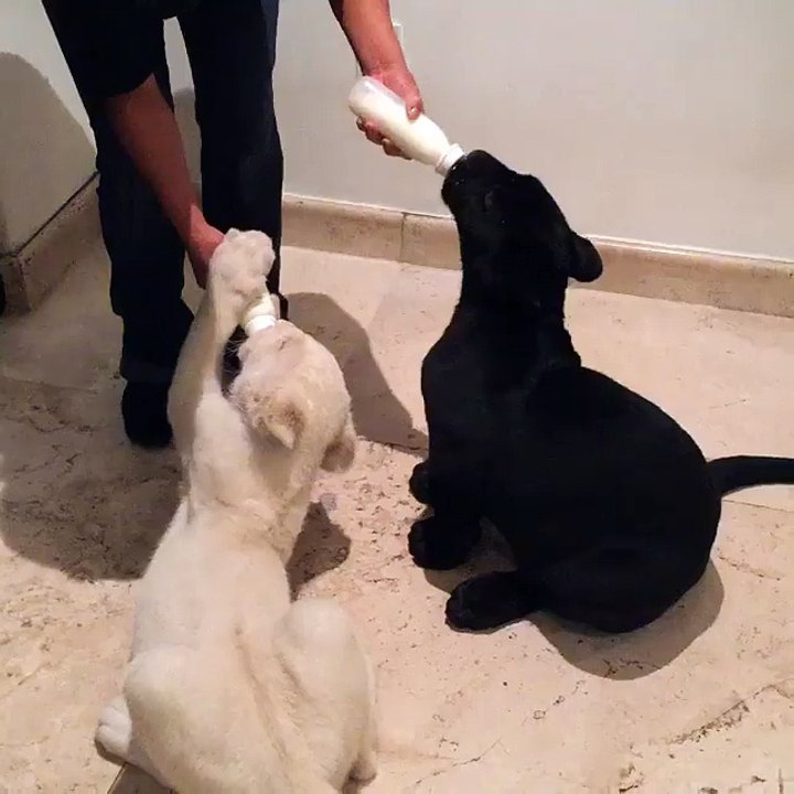 Feeding a baby white lion and a baby black jaguar...