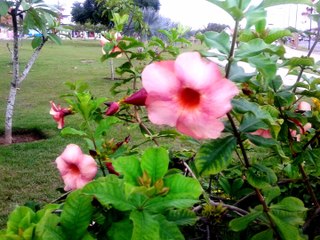 Preservação da natureza