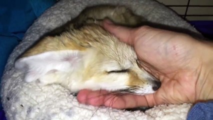 Fennec Fox whines adorably after owner interrupts nap