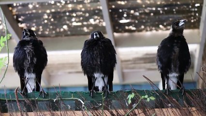 Three Australian Magpies Sing in Unison