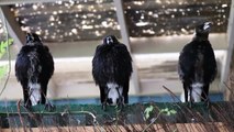 Three Australian Magpies Sing in Unison