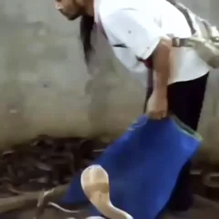 Punch Cobra