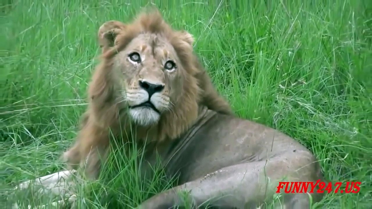 lion mating and  giving birth to cubs  HD